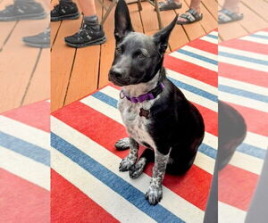 Mutt Dogs for adoption in Rockaway, NJ, USA