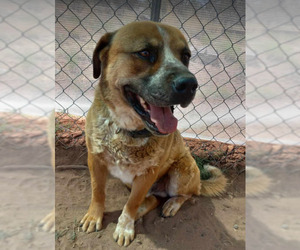 Mutt Dogs for adoption in phoenix, AZ, USA