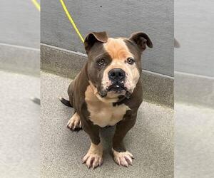 Mutt Dogs for adoption in Las Vegas, NV, USA