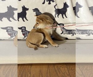Shiba Inu Dogs for adoption in HOPKINSVILLE/PRINCETON, KY, NH, USA