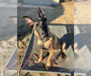 Mutt Dogs for adoption in Imlay City, MI, USA