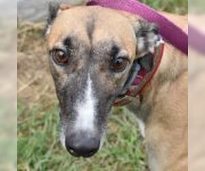 Greyhound Dogs for adoption in Grandville, MI, USA