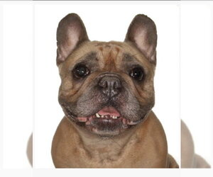 French Bulldog Dogs for adoption in Fort Pierce, FL, USA