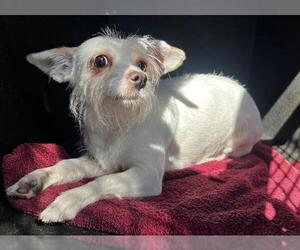 Cairn Terrier-Unknown Mix Dogs for adoption in Orange, CA, USA