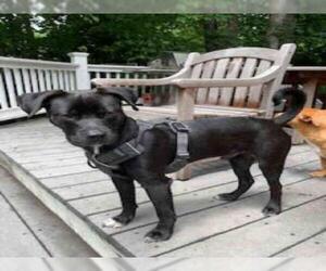 Boxador Dogs for adoption in Atlanta, GA, USA