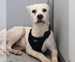 American Staffordshire Terrier-Unknown Mix Dogs for adoption in San Antonio, TX, USA