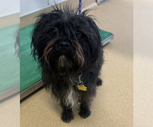 Care-Tzu Dogs for adoption in Placerville, CA, USA