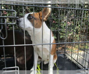 German Shepherd Dog-Unknown Mix Dogs for adoption in Ocala, FL, USA