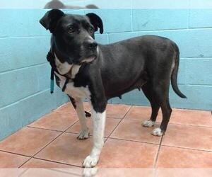 American Pit Bull Terrier-Labrador Retriever Mix Dogs for adoption in Downey, CA, USA
