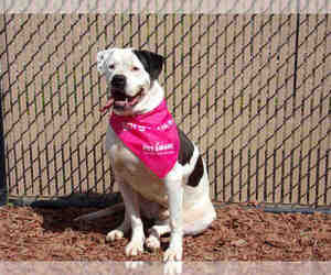 American Bulldog Dogs for adoption in Norco, CA, USA