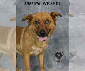 Mutt Dogs for adoption in Stockton, CA, USA