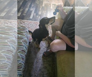 Mutt Dogs for adoption in Gulfport, MI, USA