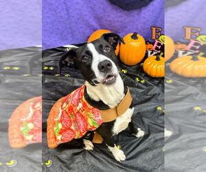 Collie-Labrador Retriever Mix Dogs for adoption in Bryant, AR, USA