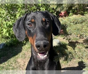 Doberman Pinscher Dogs for adoption in Palmer, AK, USA