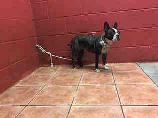 Boston Terrier Dogs for adoption in Downey, CA, USA