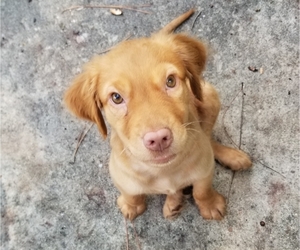 Golden Cocker Retriever Dogs for adoption in Valrico, FL, USA