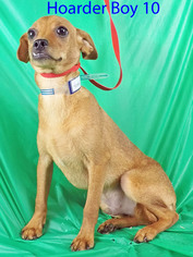 Chiweenie Dogs for adoption in Griffin, GA, USA