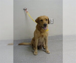 Labrador Retriever Dogs for adoption in Pasadena, TX, USA
