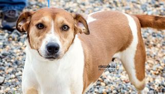 Mutt Dogs for adoption in Wolfeboro, NH, USA