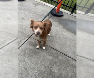 Chihuahua Dogs for adoption in Stockton, CA, USA