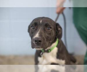 Borador Dogs for adoption in Mountain Home, AR, USA