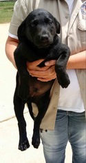 Medium Photo #28 Labrador Retriever-Unknown Mix Puppy For Sale in Patterson, NY, USA