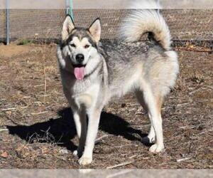 Alaskan Malamute Dogs for adoption in Aurora, CO, USA