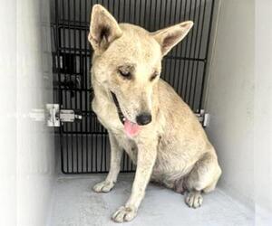 Huskies -Unknown Mix Dogs for adoption in Houston, TX, USA