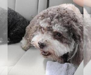 Havanese Dogs for adoption in Helena, AL, USA
