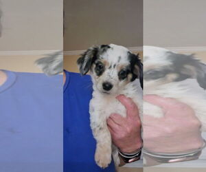 Spaniel-Unknown Mix Dogs for adoption in Sandy, UT, USA