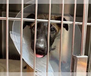 Mutt Dogs for adoption in Rancho Cucamonga, CA, USA