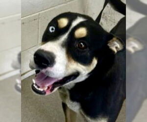 Siberian Husky-Unknown Mix Dogs for adoption in Lake Forest, CA, USA