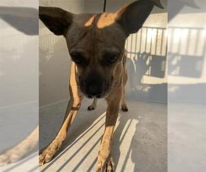 Chihuahua-Unknown Mix Dogs for adoption in Houston, TX, USA