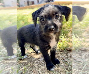 Mutt Dogs for adoption in Lake Elsinore, CA, USA