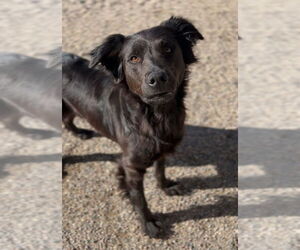 Mutt Dogs for adoption in Bemidji, MN, USA