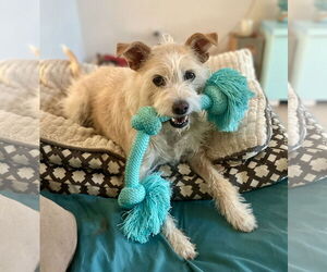 Mutt Dogs for adoption in Lancaster, CA, USA