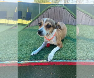 Jack Russell Terrier-Unknown Mix Dogs for adoption in Tempe , AZ, USA