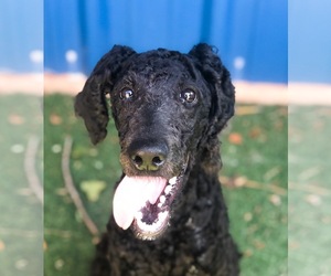 Poodle (Standard) Dogs for adoption in Guthrie, OK, USA