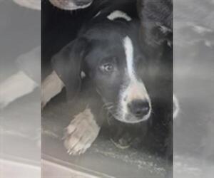 Labrador Retriever-Unknown Mix Dogs for adoption in Texas City, TX, USA