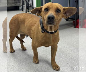 Dachshund Dogs for adoption in Washington, DC, USA