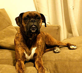 Boxer Dogs for adoption in CHANDLER, AZ, USA