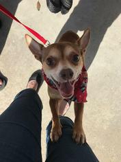 Chihuahua-Unknown Mix Dogs for adoption in Lynn Haven, FL, USA