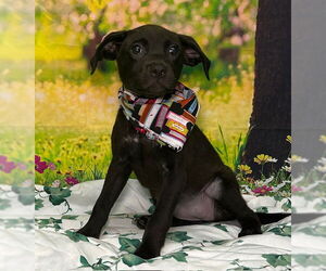 American Pit Bull Terrier-Labrador Retriever Mix Dogs for adoption in Wetumpka, AL, USA