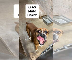 Boxer Dogs for adoption in San Diego, CA, USA