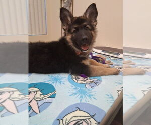 German Shepherd Dog Dogs for adoption in West Sacramento, CA, USA