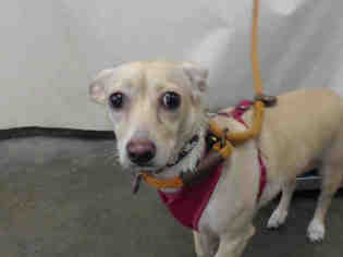 Chiweenie Dogs for adoption in Camarillo, CA, USA