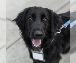Golden Labrador Dogs for adoption in San Diego, CA, USA