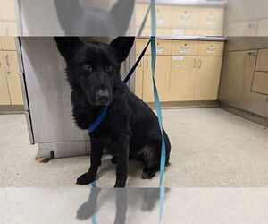 German Shepherd Dog-Unknown Mix Dogs for adoption in Riverside, CA, USA