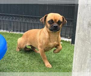 Pug-Unknown Mix Dogs for adoption in Orange, CA, USA