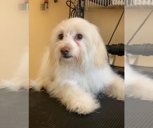 Maltese Dogs for adoption in Phoenix , AZ, USA
